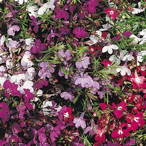 Lobelia Regatta Series mix 500 seeds | Etsy