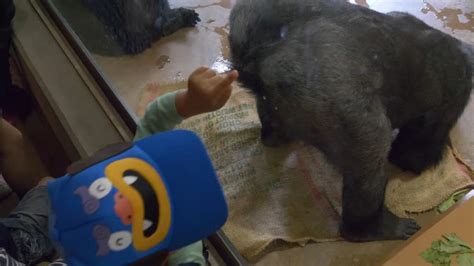 Gorilla Ass R GorillaAss