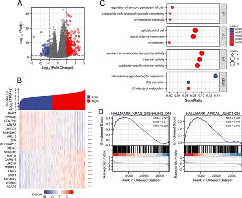 Function Enrichment Analysis Of Mical L In Colon Adenocarcinoma Coad