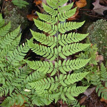 Fern Sporophyte Sori