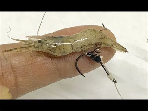 How to hook Small Shrimps DIY Fishing Bait Cách Móc Tôm Nhỏ in 2024