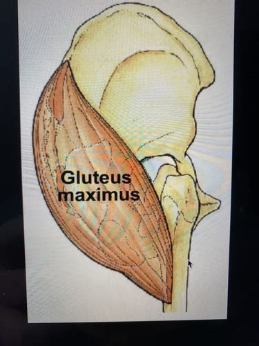 Lecture Lower Limb Thigh Muscles Flashcards Quizlet