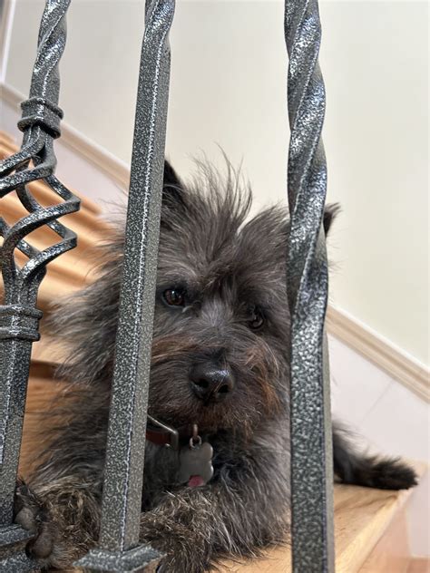Best 12 TAPING YORKIE EARS – Artofit