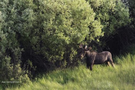 Ten Favorite Trees for Wildlife : The National Wildlife Federation Blog