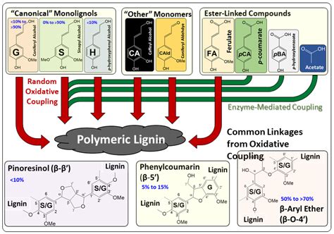 Lignin Based Polyurethanes Opportunities For Bio Based Foams