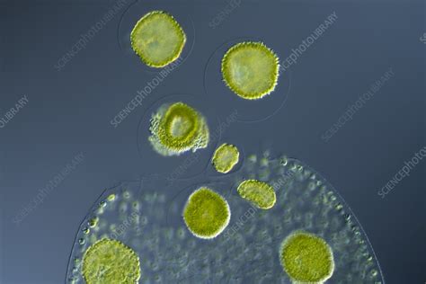 Volvox Sp Green Algae Light Micrograph Stock Image C0525372