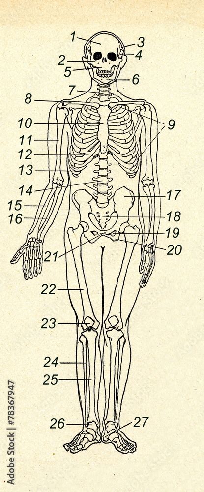 Diagram of the human skeleton Stock Photo | Adobe Stock