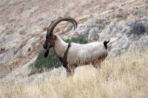 11 Incredible Wild Animals In Armenia