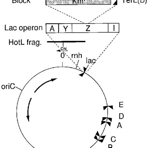 Spontaneous phage induction of blocked lysogen | Download Table