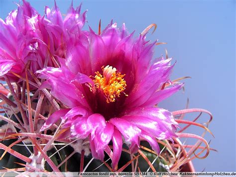 SuccSeed Ferocactus Fordii V Borealis