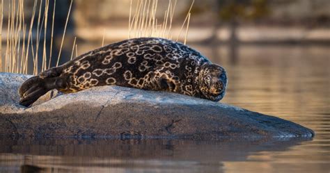 Lake Saimaa Region - Visit Lakeland Finland