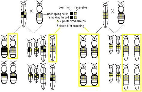 Principles Of Honey Bee Genetics Principles Bee Genetics