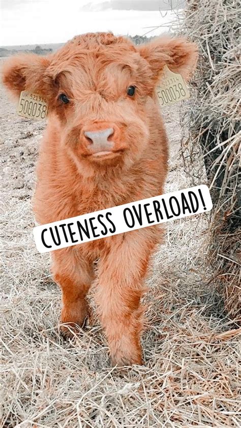 Cuteness Overload Nudes Connie Carter Nude Pics Org My XXX Hot Girl