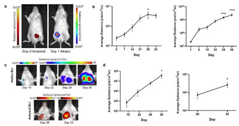 Dual Bioluminescence Imaging Bli Of Antares And Akaluc Mammary Fat