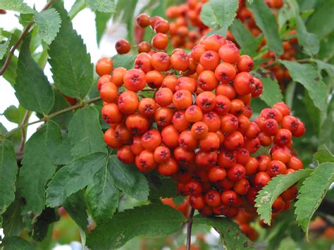 Rowan - How to Grow a Rowan Tree (Mountain Ash) with TCV