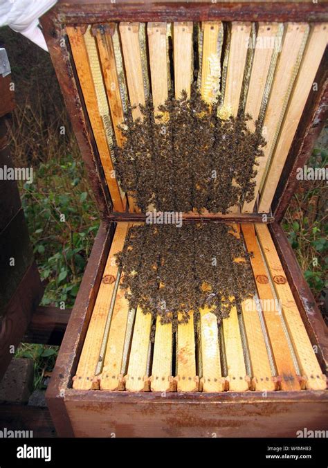 Oxalic Acid Treatment Of Bee Colonies With Oxuvar® In December In The Process The Varroa Mites