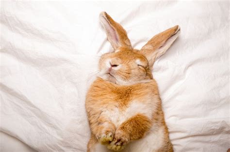 14 Rabbit Sleeping Positions And Their Meanings With Pictures Hepper