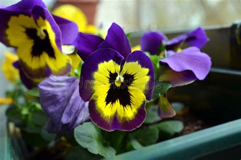 Purple And White Yellow Pansy Flowers Stock Photo Image Of Closeup