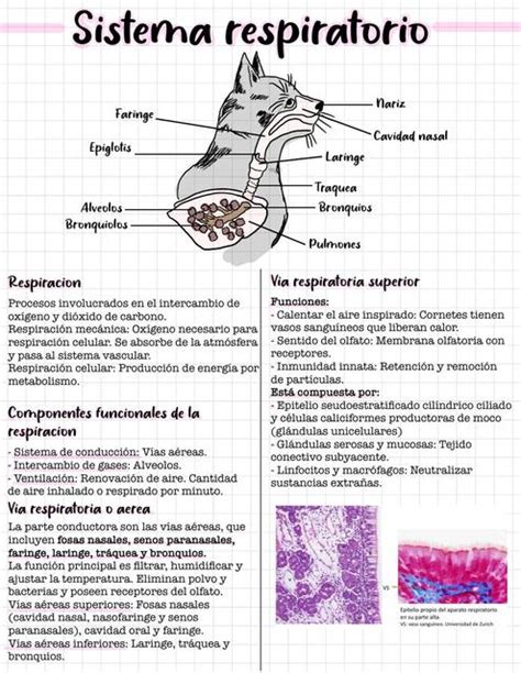 Histología del Sistema Respiratorio VetApuntes de Juli uDocz