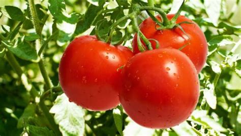 Aprenda Como Plantar Tomate De Forma Eficaz E Simples