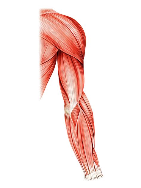 Muscles Of Right Upper Arm 1 By Asklepios Medical Atlas