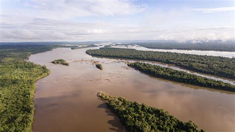 Projeto Na Amaz Nia Devolve Mais De Quel Nios Natureza Z Dudu