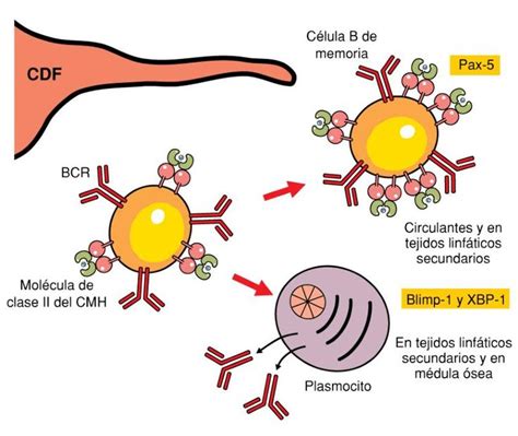 Introduccion A La Inmunologia Humana