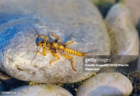 Stonefly Larvae Photos and Premium High Res Pictures - Getty Images