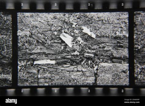 Fine 1970s Vintage Black And White Photography Of A Closeup Of Nature