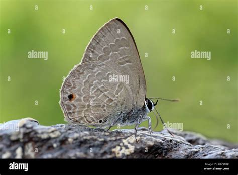 Ciliate Blue Butterfly Anthene Emolus Stock Photo Alamy