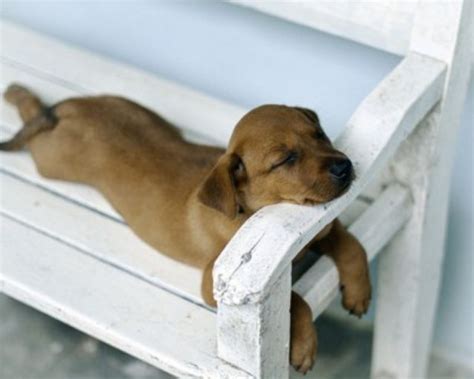 32 Cute sleeping puppies (32 pics) | Amazing Creatures