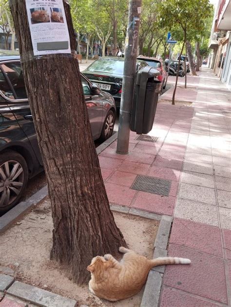 Gato Desaparecido Reaparece Encarando Seu Cartaz De Procura Se