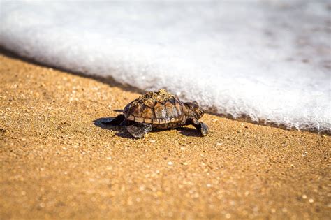 Honu (Green Sea Turtle) has finally made it to the water! | Green sea ...