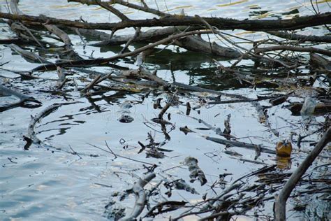 Branches In The Water Stock Image Image Of Water Pond