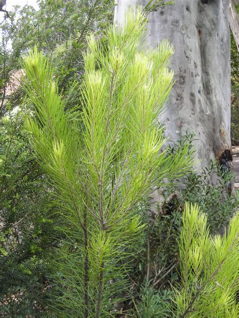 Persoonia Linearis New Growth Image Jeff Howes Australian Plants Society