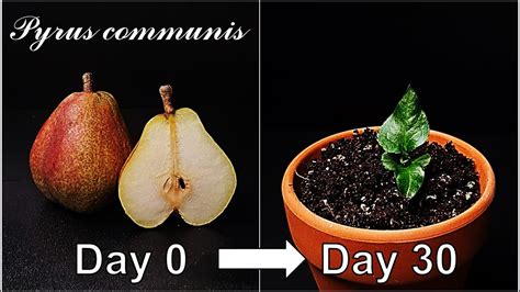 How To Grow European PearGrowing Pear From SeedHow To Grow 72