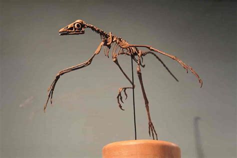 Archaeopteryx The Winged Link Between Dinosaurs And Birds