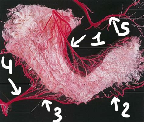 Anat Digestive System Part Flashcards Quizlet