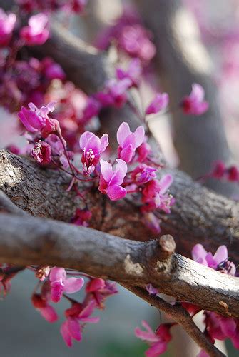 Ozarks Flowering Tree American Redbud Ozarks Walkabout