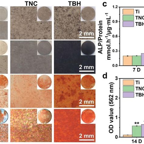 In Vivo Bone Regeneration Performance Evaluation Of Tbh And Controls