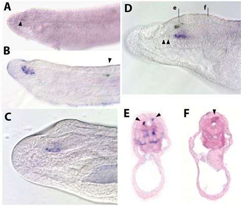 Figure 1 From Molecular Analysis Of The Amphioxus Frontal Eye Unravels The Evolutionary Origin