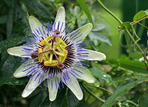 Fleur De La Passion Passiflora Photo Gratuite Sur Pixabay Pixabay