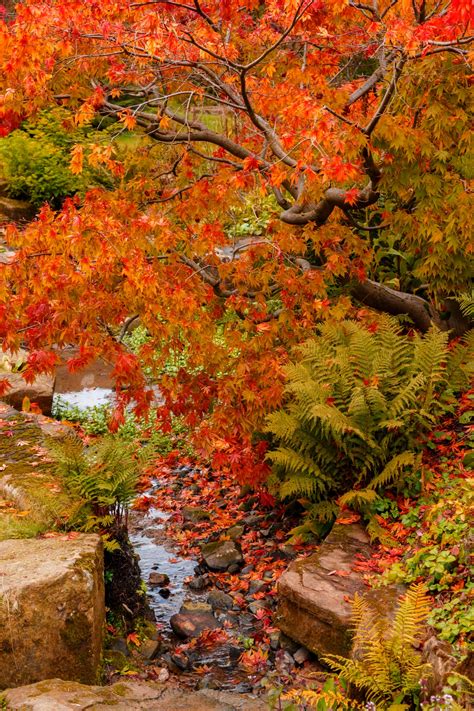 autumn  park  stock photo public domain pictures