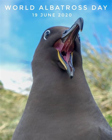 Agreement On The Conservation Of Albatrosses And Petrels World