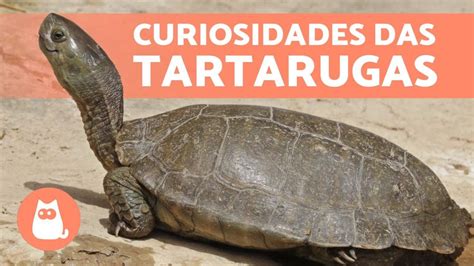 Curiosidades Sobre A Tartaruga