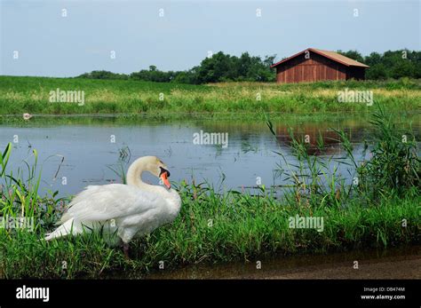 Male Mute Swan on marshland habitat Stock Photo - Alamy