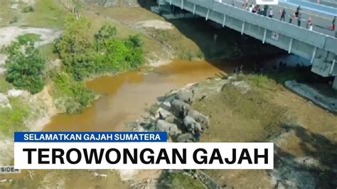 Melihat Terowongan Gajah Di Jalan Tol Pekanbaru Dumai Youtube