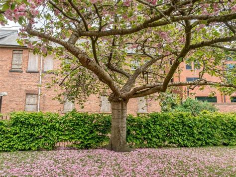 Premium Photo Pink Pedal Flowers On Tree And Green Grass In Outdoor Park