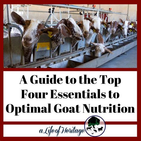 A Guide To The Top Four Essentials To Optimal Goat Nutrition