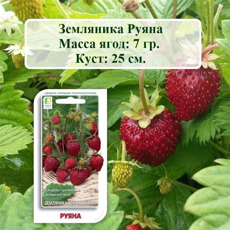 Семена Ягод И Фруктов - Каталог И Цены В Интернет-Магазинах За Июнь ...